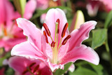 lily