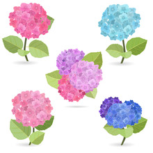 Collection Of Flowers, Hydrangea