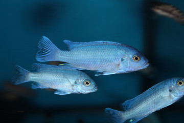 Wall Mural - Powder Blue Cichlid