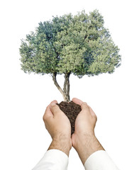 Wall Mural - Olive tree in hands as a gift