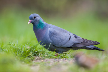 Sticker - stock dove