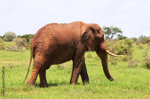 Roter Elefant Im Tsavo Ost Nationalpark Kenia Buy This Stock Photo And Explore Similar Images At Adobe Stock Adobe Stock