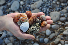 Sea Shells And Pumice Stones