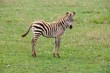 Zebrababy in der Masai Mara - Kenia