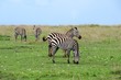 Zebras mit Jungtieren in der Masai Mara - Kenia