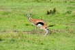 Springblock - Antilope - Masai Mara - Kenia
