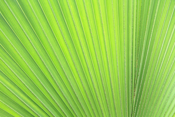 Texture of Green palm Leaf