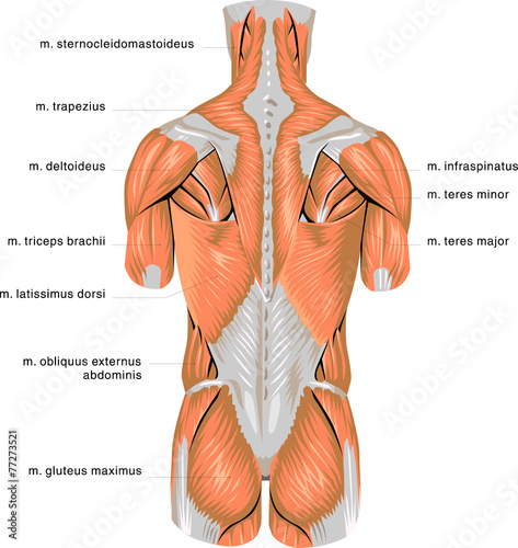 Obraz w ramie Muscles #3