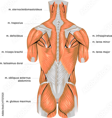 Nowoczesny obraz na płótnie Muscles #3