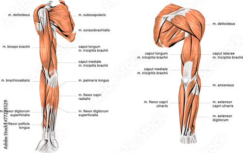 Fotografia  Muscles #2