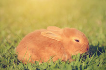 Little Rabbit Rest On Green Grass