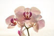 Isolated beautiful blooming pink orchids flowers