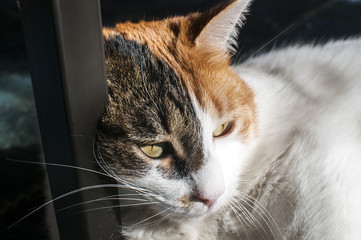 Cat head extremely closeup on home background