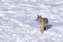 Winter Snow Coyote