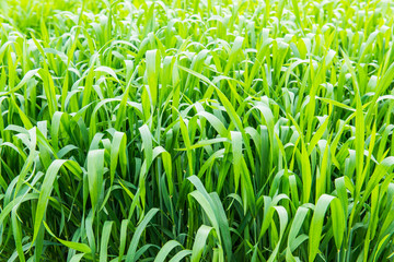 Wall Mural - Background of green field