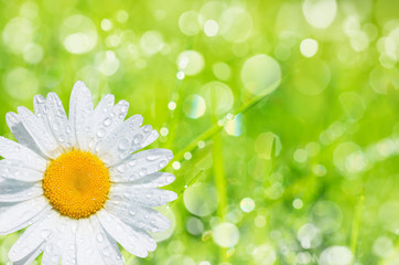 Natural background of bright green grass and daisies