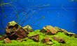 Neon fishes in freshwater aquarium