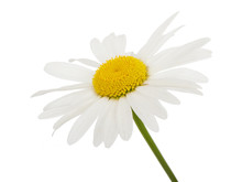 White Daisy Camomile Flower On A White Background