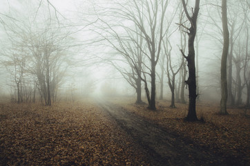 Wall Mural - road through autumn forest with leaves on the ground after rain