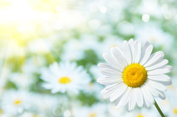 Poster - Natural background with daisies in the sun