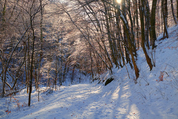 Poster - Winter road in forest