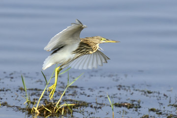 Sticker - Gray heron