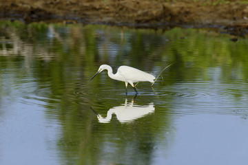 Sticker - White egret