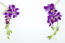 Branch Purple Orchid  On White Background