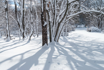  Winter Shadows