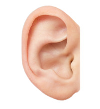 Ear On A White Background