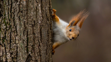 surprised squirrel, peeking from behind a tree