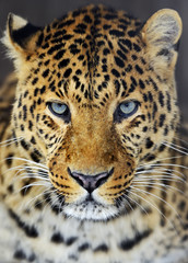 Canvas Print - Leopard