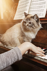 Fototapete - chat sur piano