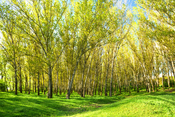 bright summer forest