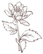 Vector  flower isolated on white background. Element for design.