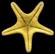 Starfish or sea stars are star-shaped echinoderms