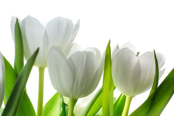 white tulip flowers isolated on white