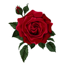 Beautiful Red Rose Isolated On White.