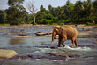 Elephant standing in the river