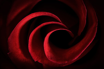 Red Rose Petals Macro - Abstract