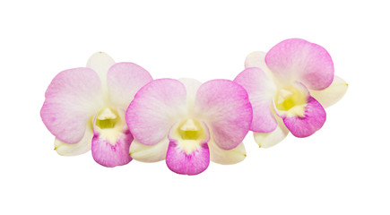 Wall Mural - Purple orchid isolated on white background