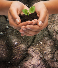 Wall Mural - woman hands holding plant in soil