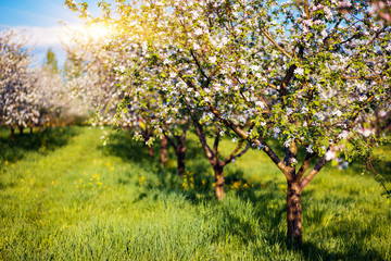 Sticker - apple tree