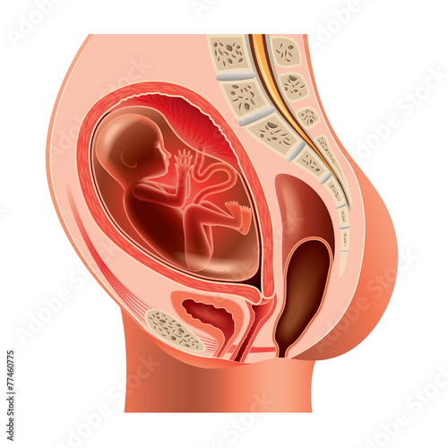 Fotografie, Obraz Pregnant woman anatomy and fetus isolated vector