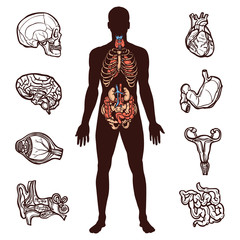 Canvas Print - Human Anatomy Set