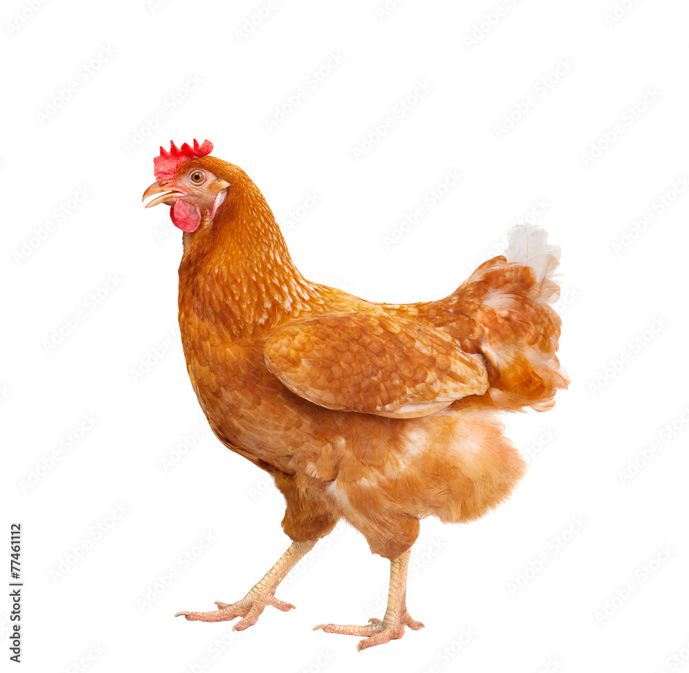 full body of brown chicken hen standing isolated white backgroun - obrazy, fototapety, plakaty 