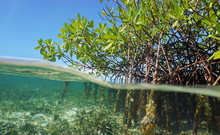 Mangrove Trees Roots Above And Below The Water