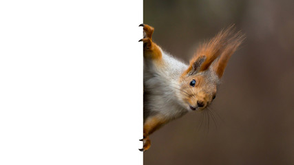 Wall Mural - red squirrel holding a poster