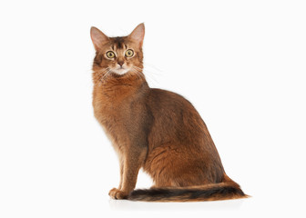 Wall Mural - Cat. Somali cat ruddy color on white bakcground