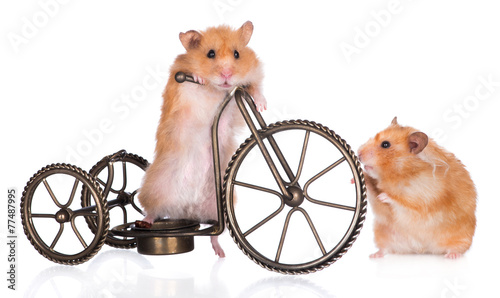 red hamsters